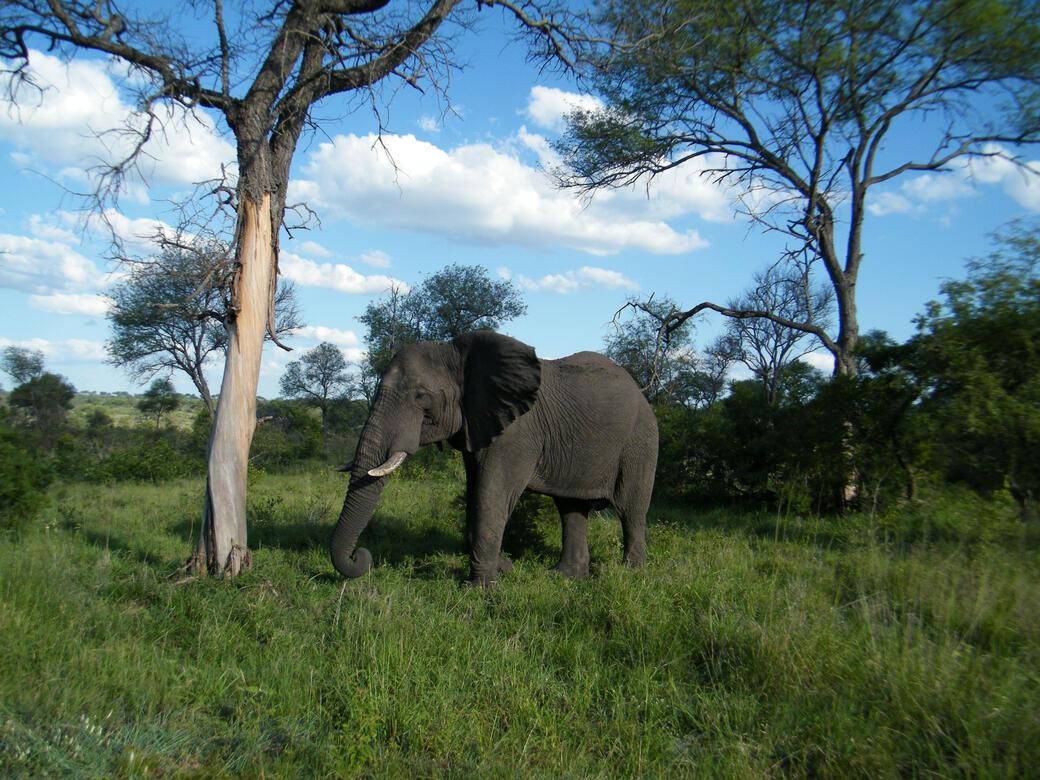 Mapungubwe